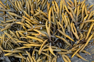 wet seaweed kelp laminaria surface close up macro shot texture background