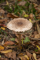 Mushroom in the forest. Amanita phalloides. Blurred background. Close up Macro.