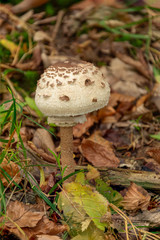 Mushroom in the forest. Amanita phalloides. Blurred background. Close up Macro.