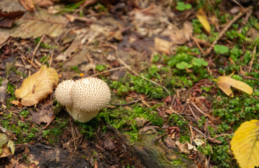 Mushroom in the forest. Lycoperdon perlatum.