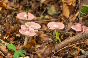Mushrooms in autumn forest. Mushroom in the forest. Amanita phalloides. Blurred background. Close up Macro.