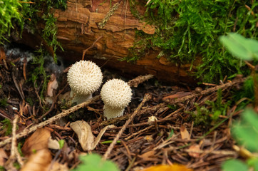 Mushroom in the forest. Lycoperdon perlatum.