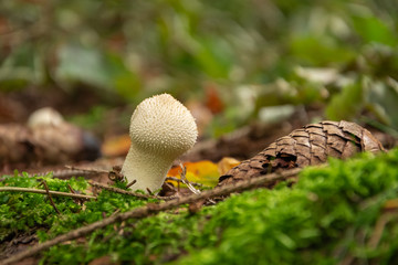 Mushroom in the forest. Lycoperdon perlatum.
