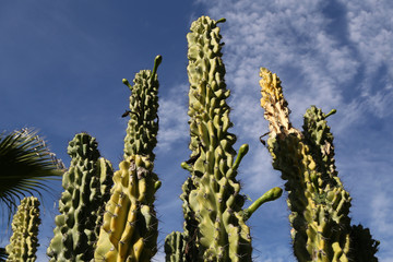 Huge cacti on a background of blue sky