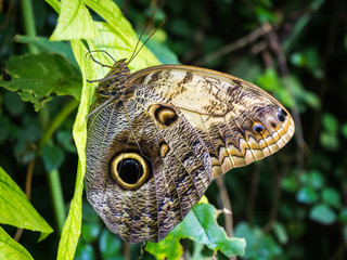 Owl butterfly on a leaf isolated