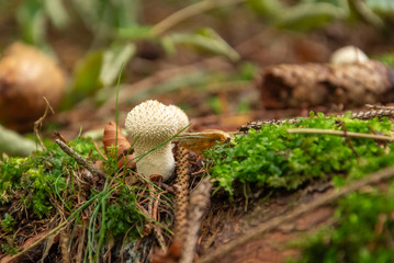 Mushroom in the forest. Lycoperdon perlatum.