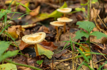 Mushrooms in autumn forest. Mushroom in the forest. Amanita phalloides. Blurred background. Close up Macro.