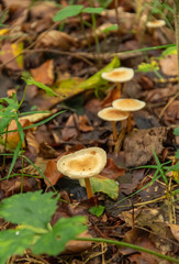 Mushrooms in autumn forest. Mushroom in the forest. Amanita phalloides. Blurred background. Close up Macro.