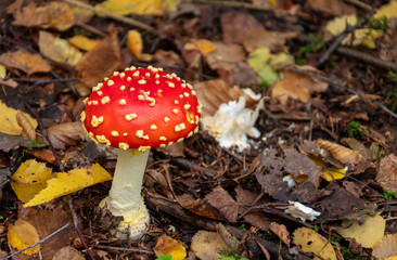 Red mushroom in the forest. Poisonous mushrooms in the forest. Amanita muscaria.