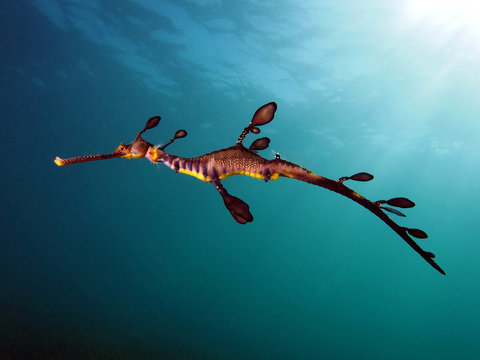 Weedy Sea Dragon