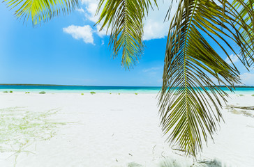 relaxing pretty inviting view on white sand tropical beach with fluffy green coconut palm leaf against tranquil turquoise ocean and blue sky background 