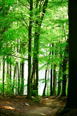 Forest road in Karlovy Vary, Czech Republic