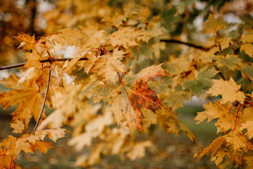 autumn yellow maple leaves on a tree.