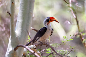 middle sized bird Von der Decken's Hornbill on tree. Tockus deckeni, Lake Chamo, Arba Minch, Ethiopia wildlife