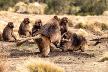 big males of endemic animal Gelada monkey fighting for female with with opened mouth showing teeth. Theropithecus gelada, Simien Mountains, Africa Ethiopia wildlife