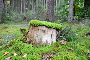 Stump in the forest with moss on the top
