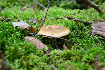 Macro mushroom in the grass