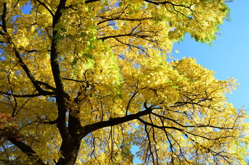 Yellow - golden tree in autumn