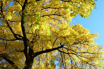 Yellow - golden tree in autumn