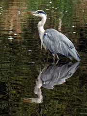 Fototapeta premium Grey Heron (Ardea cinerea) in water with reflection