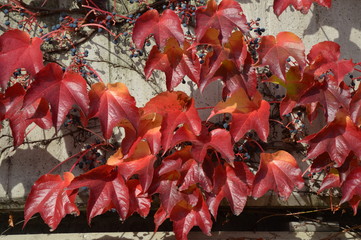 Red autumn leaves on the wall