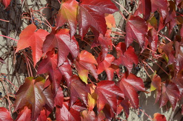 Autumn leaves on the wall