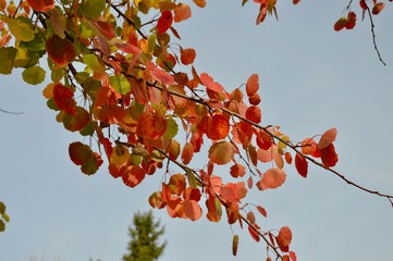 Branch of a tree with red berries