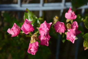 Pink Chinese roses in the garden