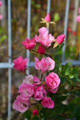 Pink flowers in the garden