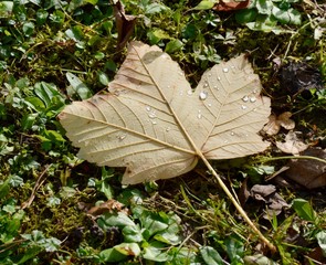 Autumn leaf with drops