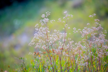 Wild steppe flowers and herbs growing on a high cliff above the river in the light of the setting sun.