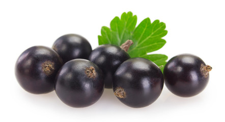 Black currant on white background