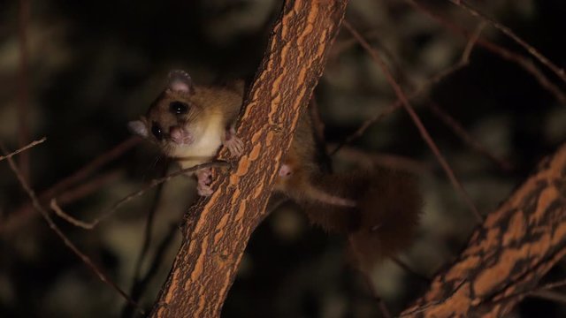 Edible dormouse on a branch defecating night time glis glis wild life animal France