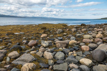 MURMANSK, Algae thrown surf, shore of the Arctic Ocean, Sredniy peninsula © Luidmila Spot