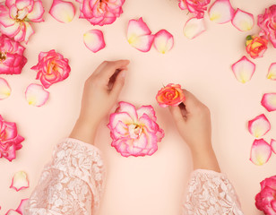 two female hands with smooth skin, white background with pink rosebuds