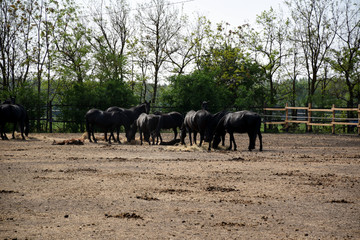 Naklejka na ściany i meble Beautiful Hungarian Gidran horses and foals in a barn
