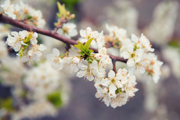 blooming plum in israel field