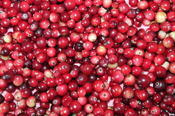 A lot of fresh red berries of cranberry wading