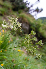 Waterdrops hanging on a Flower in the Alps