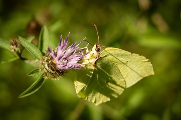 Detalle de mariposa verde lamiendo nectar de flor morada