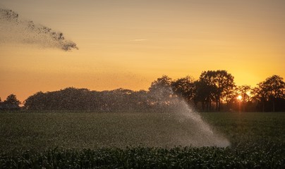 Silhouette of agricultural irrigation system watering cornfield at sunset. Cornfield irrigation using the center pivot sprinkler system