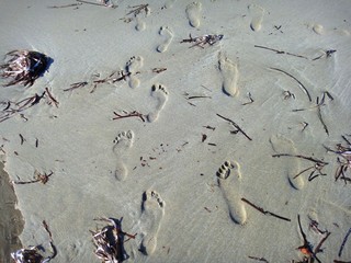 footprints of people on the wet sand of the beach