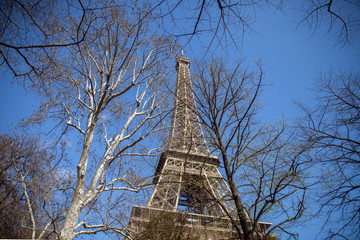 Eiffel Tower with tree's branches in sunny spring day on blue sky, Paris, France
