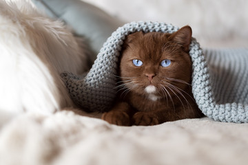 Katze gemütlich unter Decke auf Couch - blaue Augen