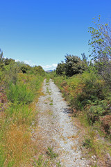 Fototapeta na wymiar Trail between grassland on a sunny day
