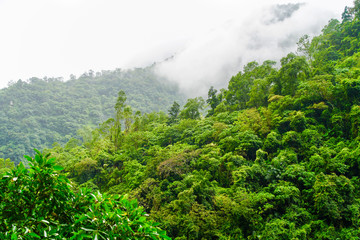 Taiwan rain forest in the clouds and mist