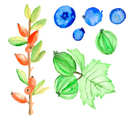 Watercolor berries set. Agrus, blueberries and rose hips  isolated on white background. Hand painted illustration.  