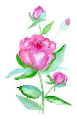 Watercolor pink peonies flowers isolated on white background. Hand painted illustration.