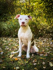 Pitbull in Fall Weather