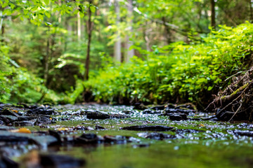 Frog perspective of a creek